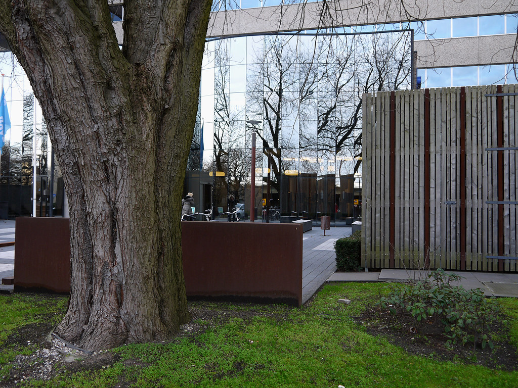 Close-up of reflecting windows of an office-building and a solitary urban tree in front of the facad