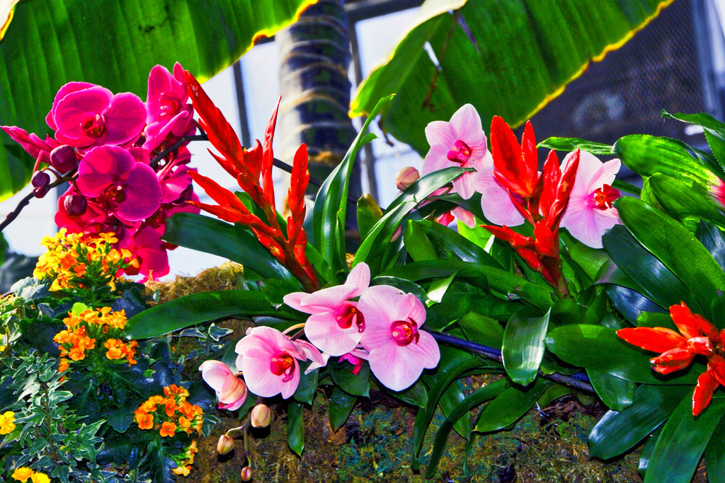 Allan Gardens Conservatory ~ Toronto On Canada - Orchid Cluster