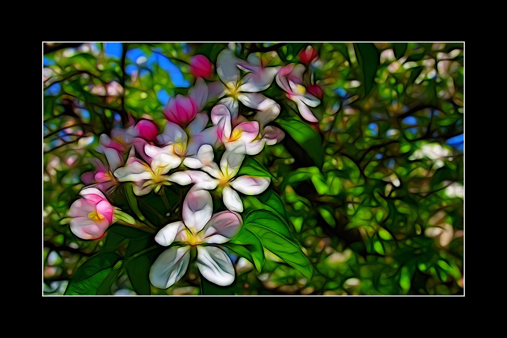 Edwards Botanical Gardens - Toronto - Ontario - Canada - Cluster of Flowers to Look Like a Stain Gla