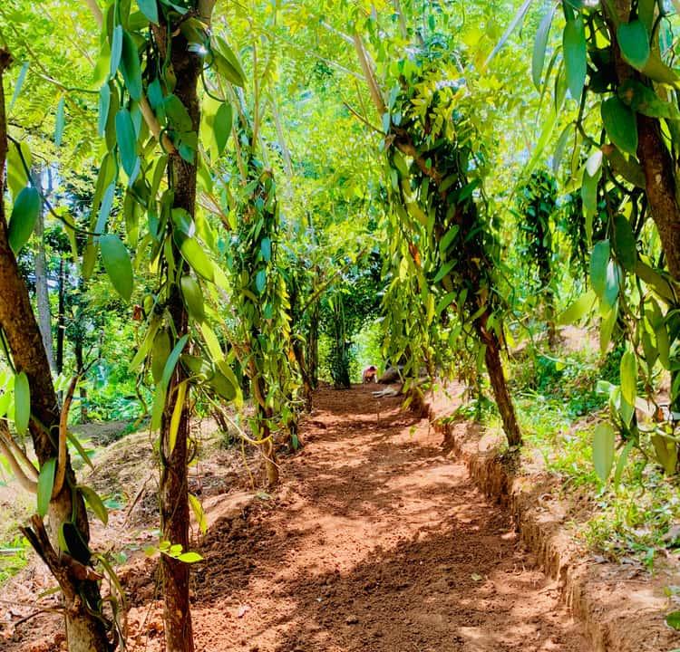 Ayurveda & Spice Gardens