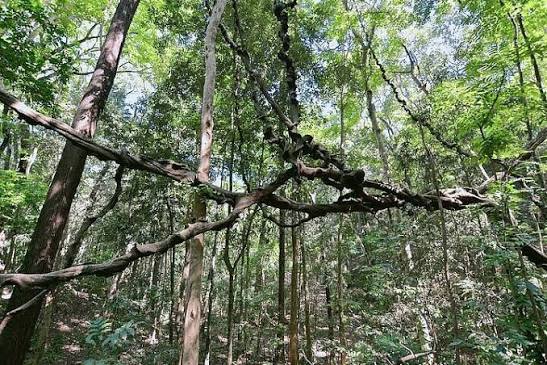 Udawattakele Forest Reserve Hike