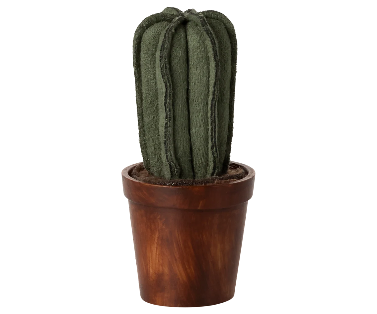 Cactus dans son pot