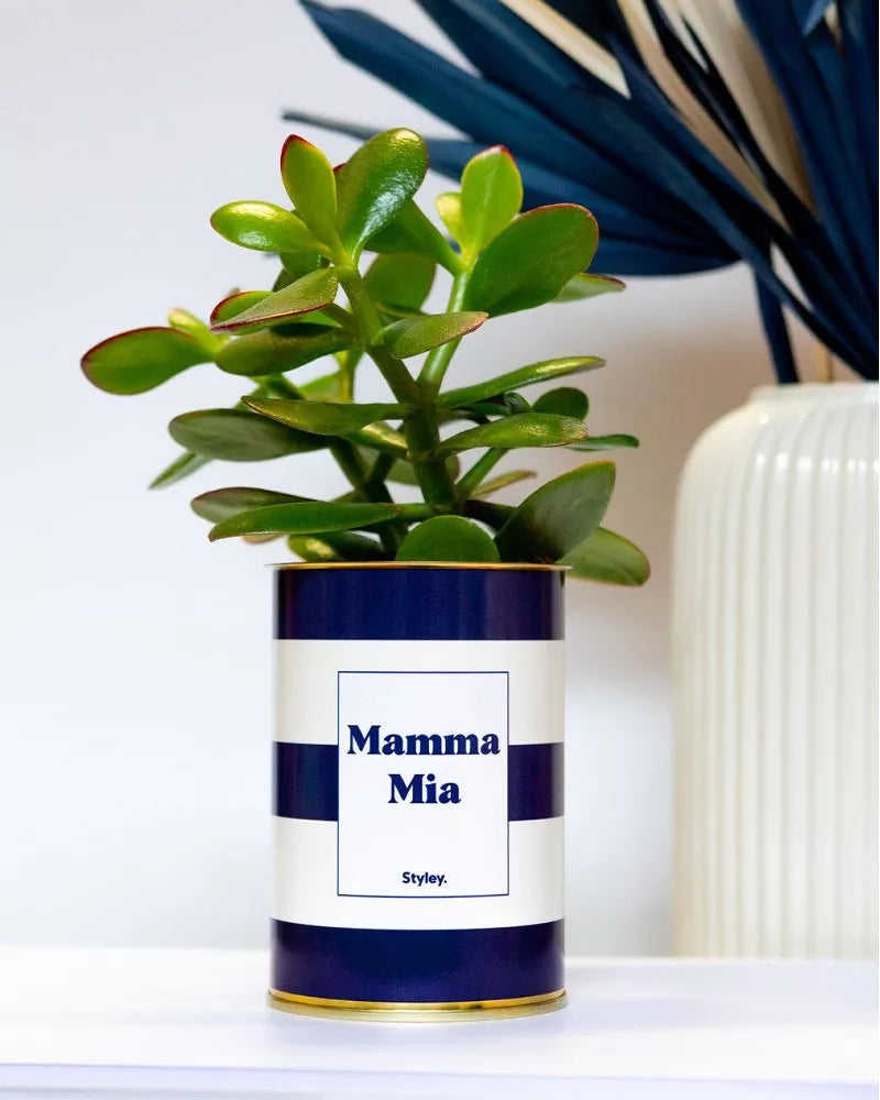 Cactus - Mamma Mia