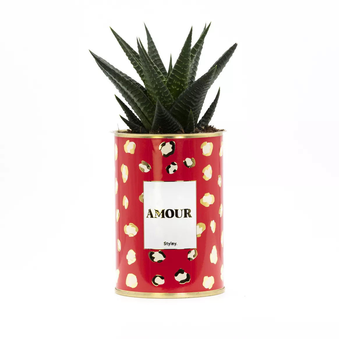 Plante grasse - Amour