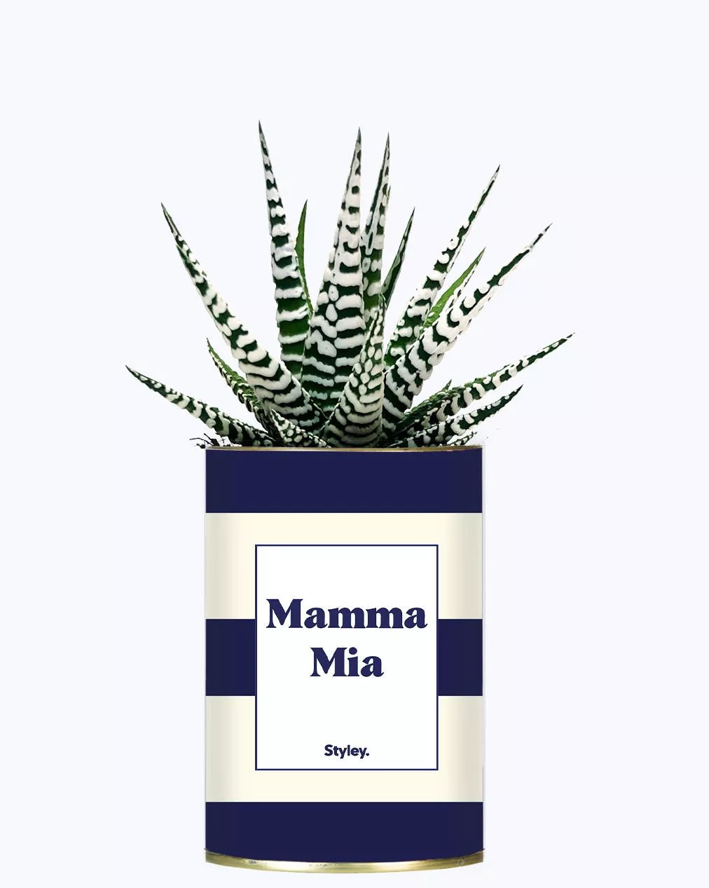 Cactus - Mamma Mia 2