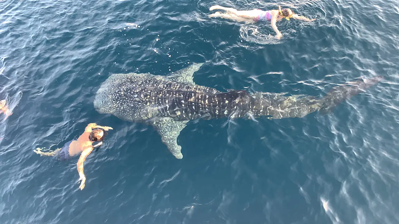 Snorkelling with Whale Sharks