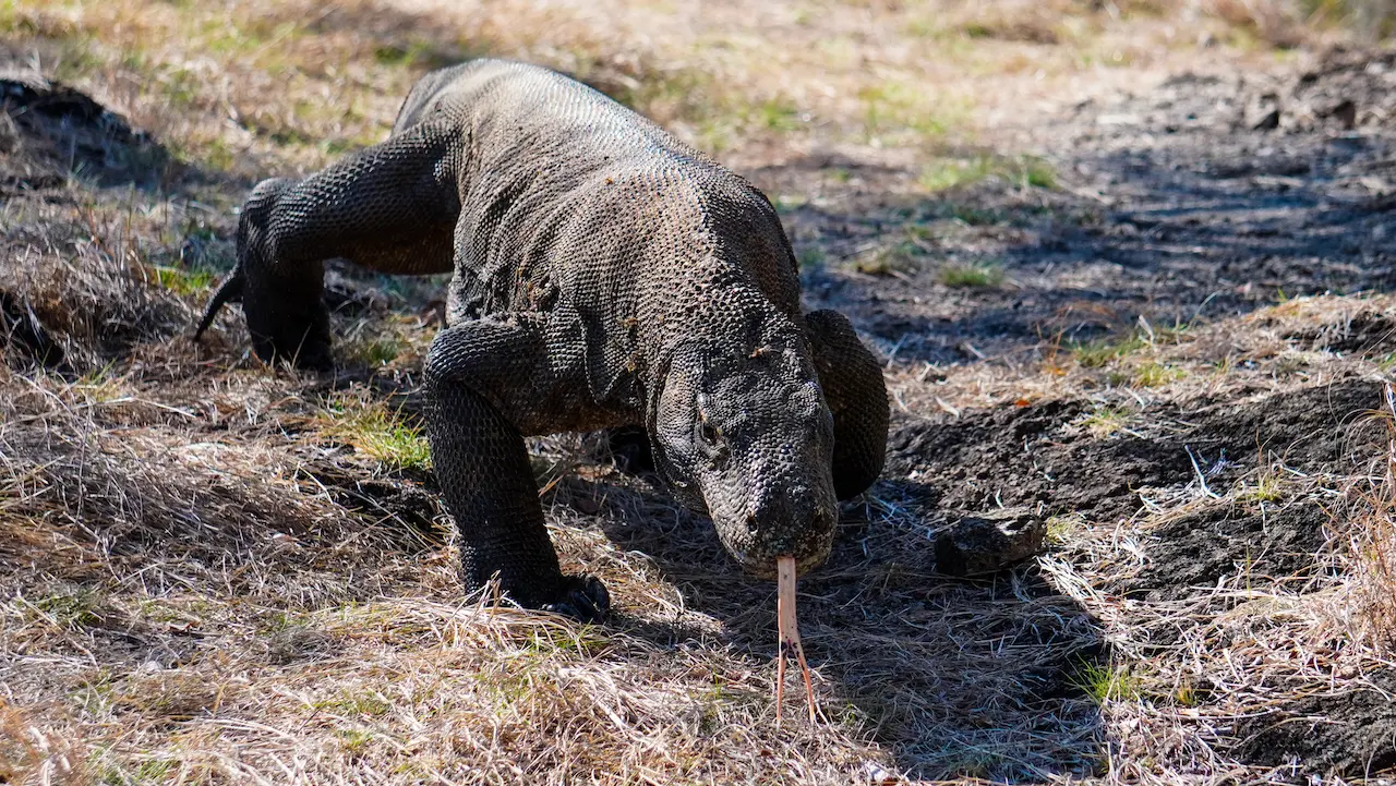 Komodo Dragon