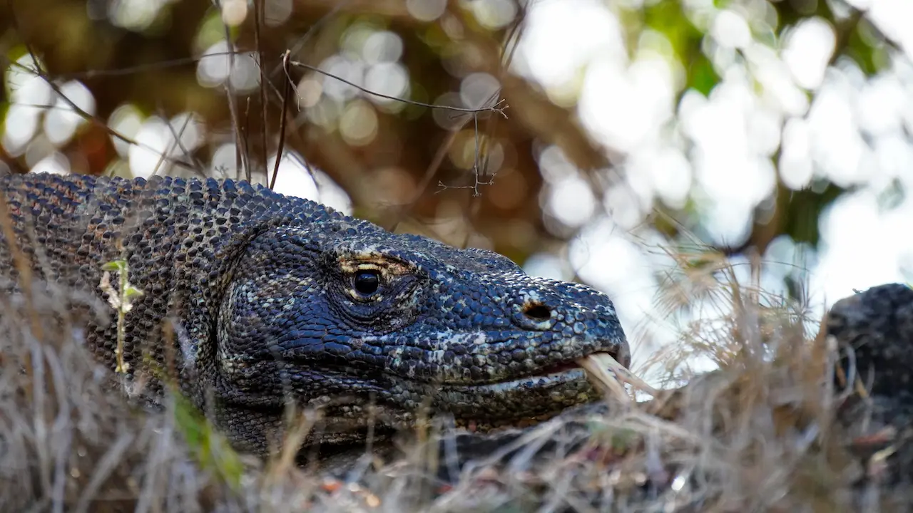 Komodo Dragon (Close up)