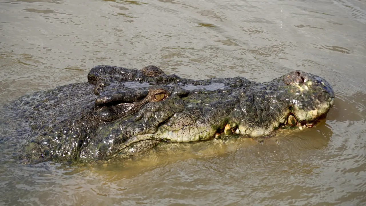Crocodile in the Wild