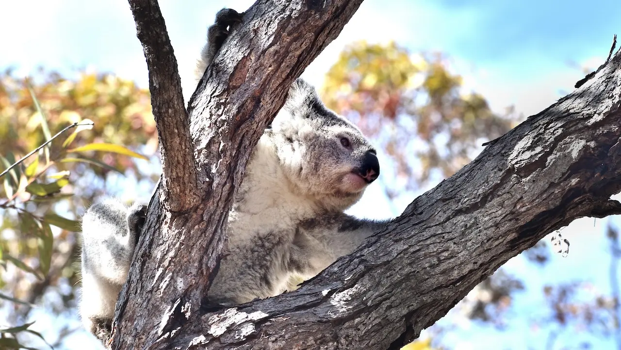 Koala moving from one branch to another