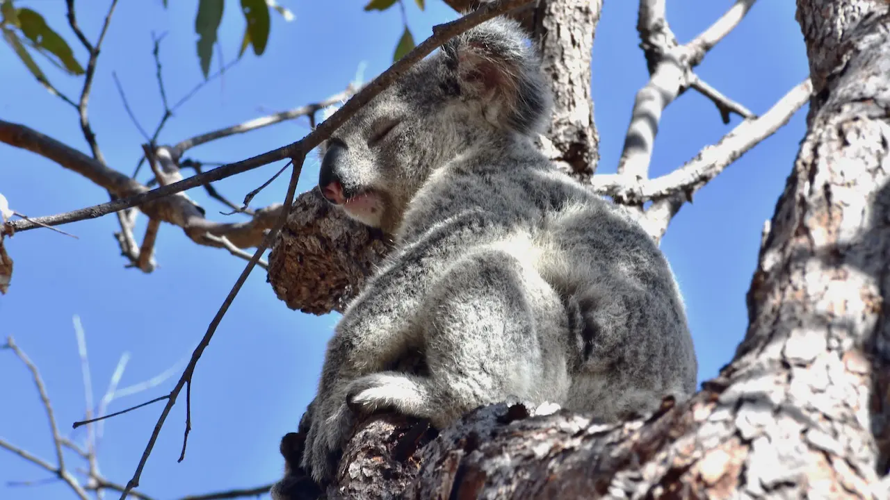 Koala sleeping on the branch