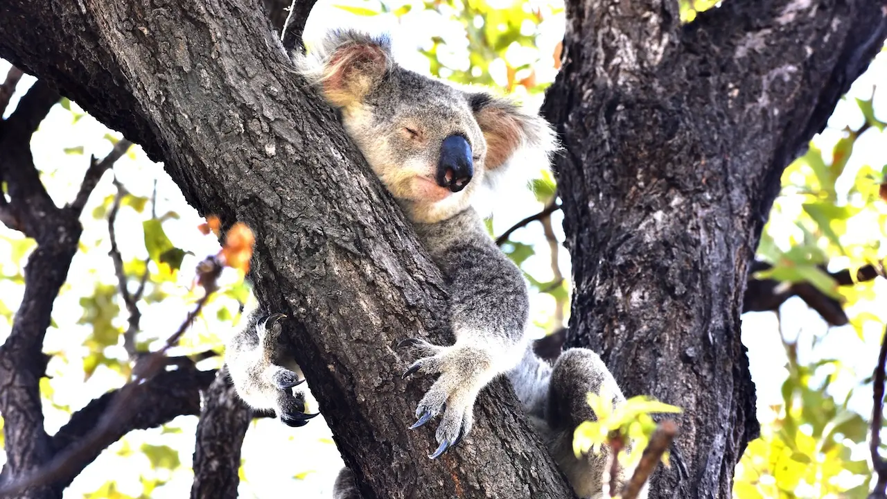 Koala holding the branch