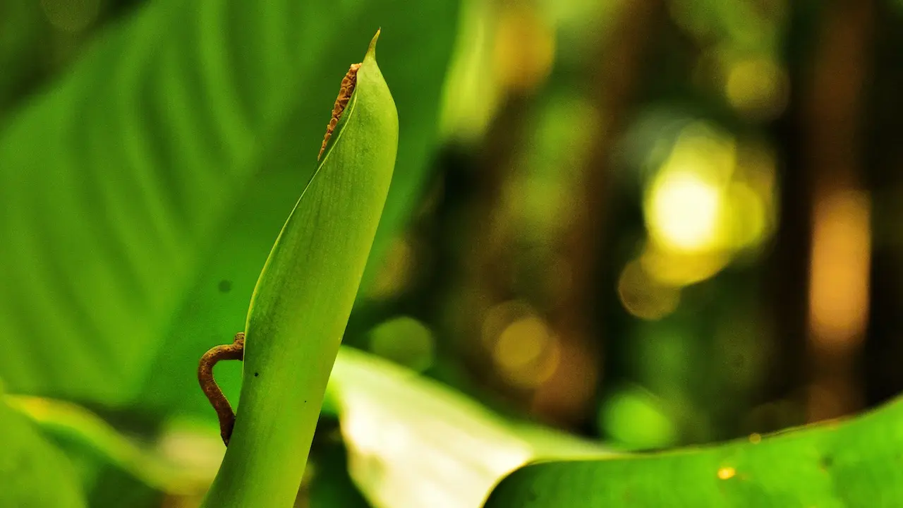 Flora and Fauna in Cairns Botanical Garden