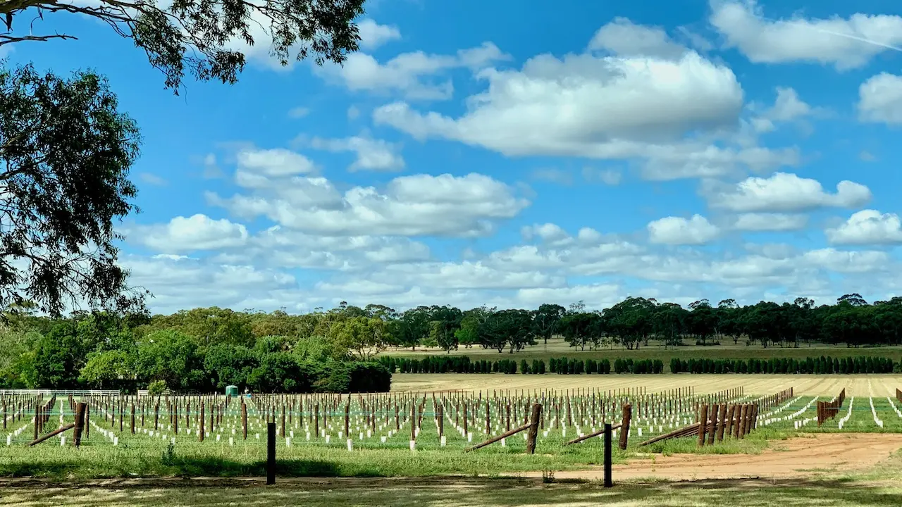 Vineyards In Limestone Coast