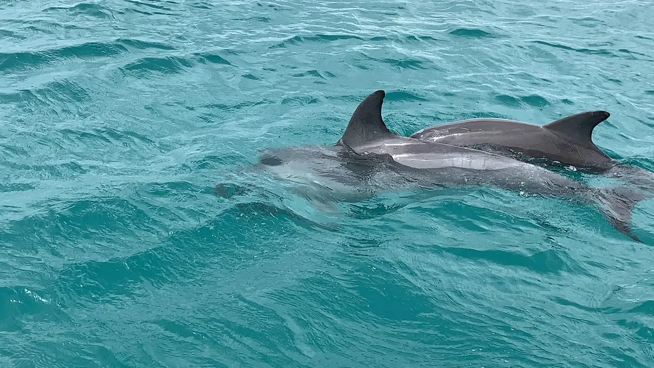 Dolphins in the Wild