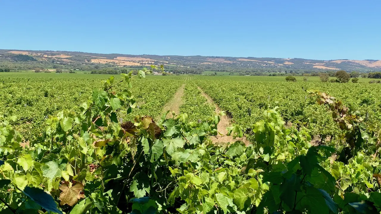 Wineyard in McLaren Vale