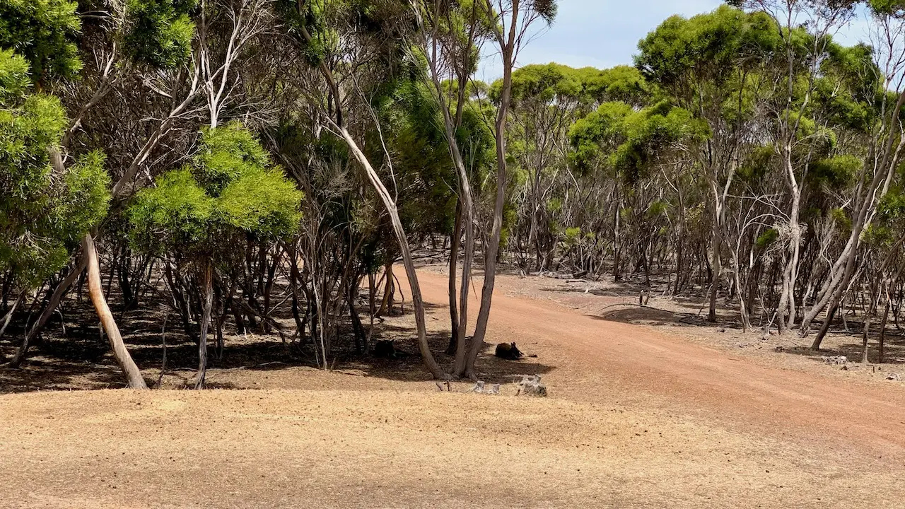 Kangaroos Taking Rest In The Backyard Of Emu Ridge