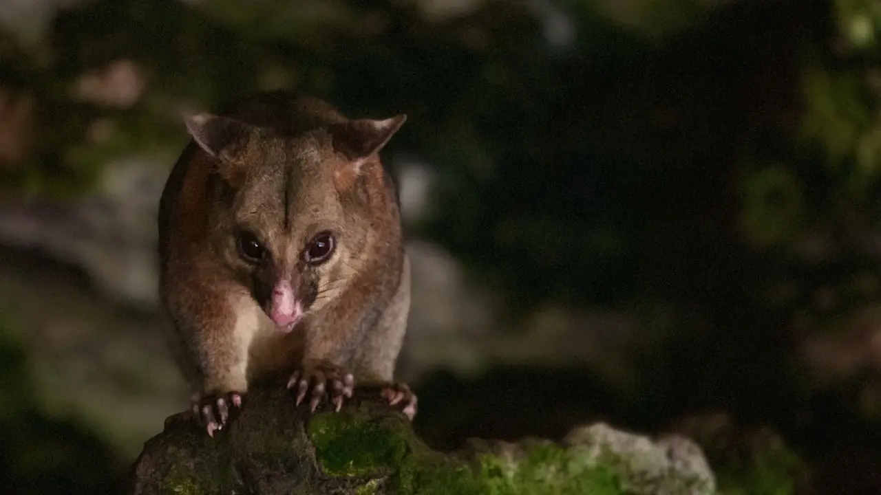 Possum In The Cave