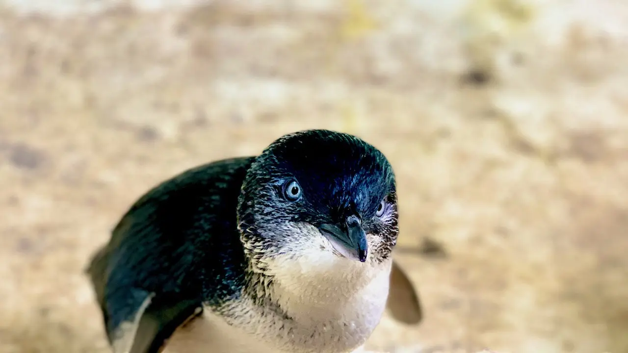 Penguin