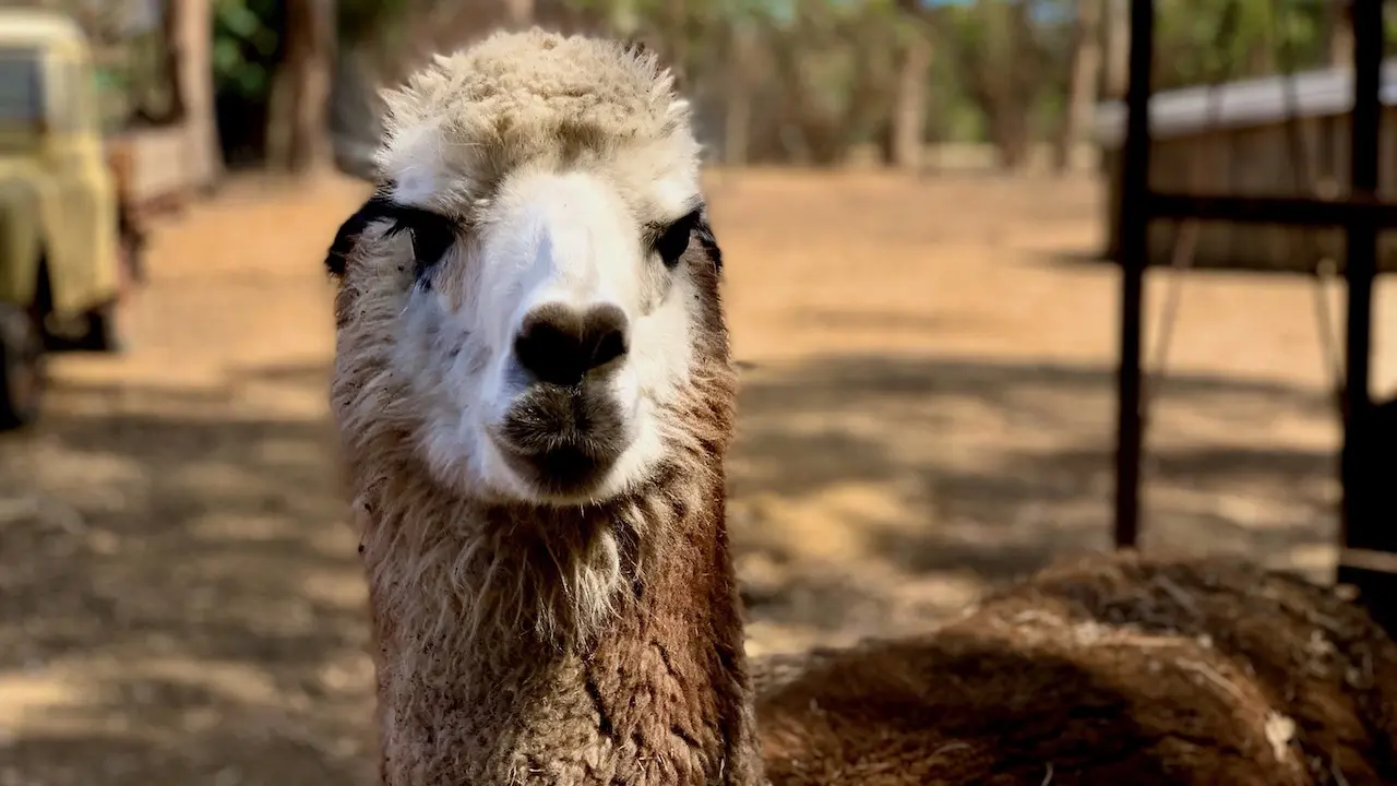 Llama