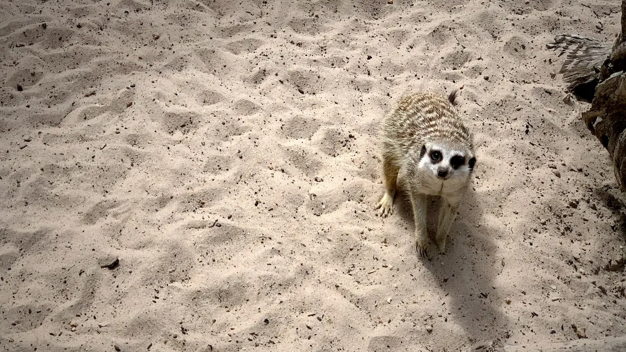 Meerkat