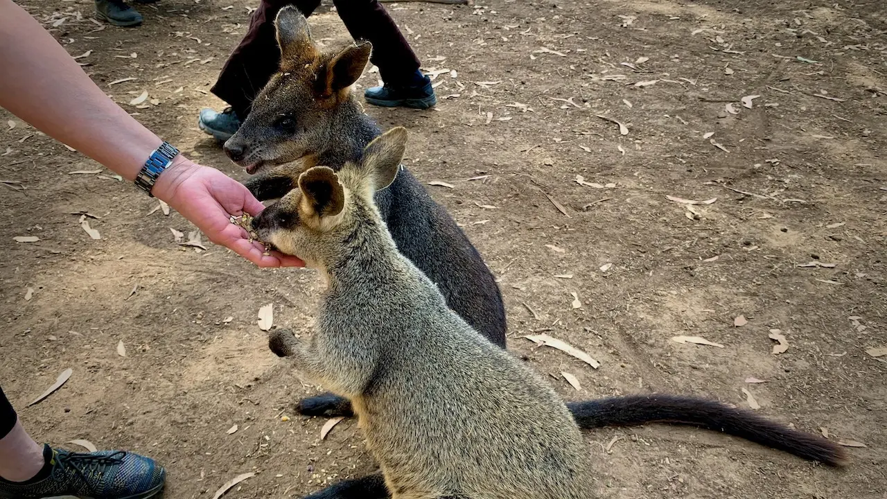 Feeding The Wallabies