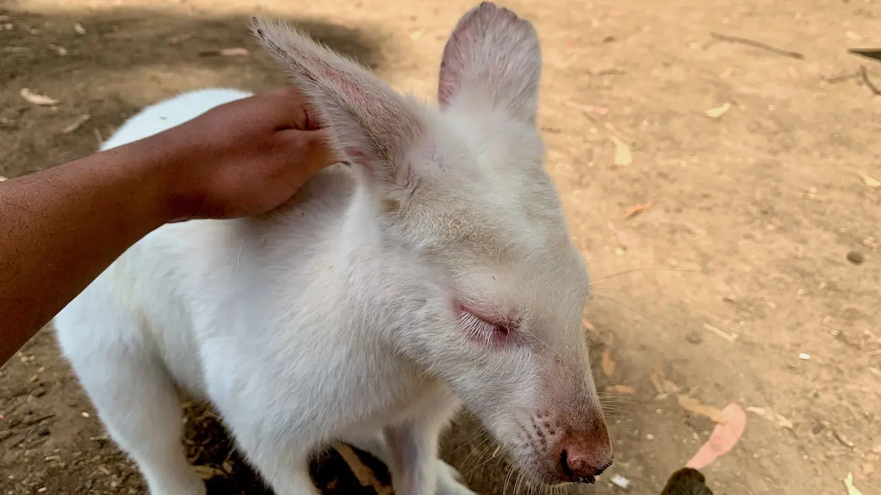 Albino Wallaby