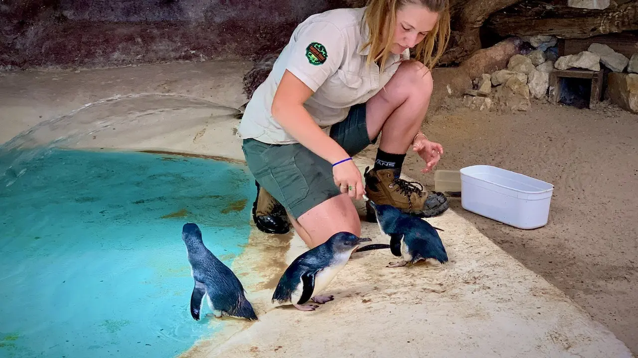 Feeding The Penguins