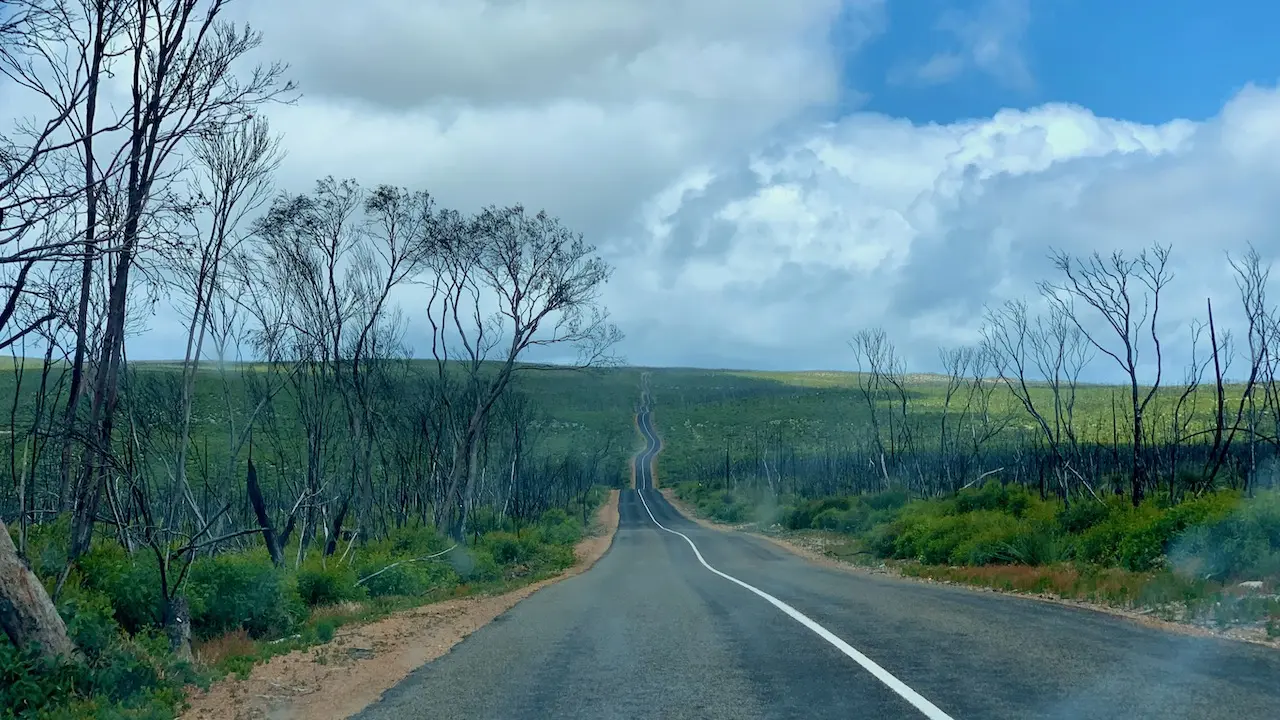 Regenrated Bushland After The Bushfires