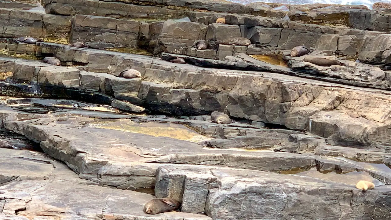 New Zealand Fur Seals Colony