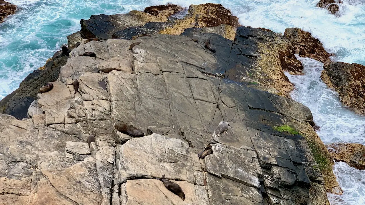 Seals Sunbathing On The Rocks