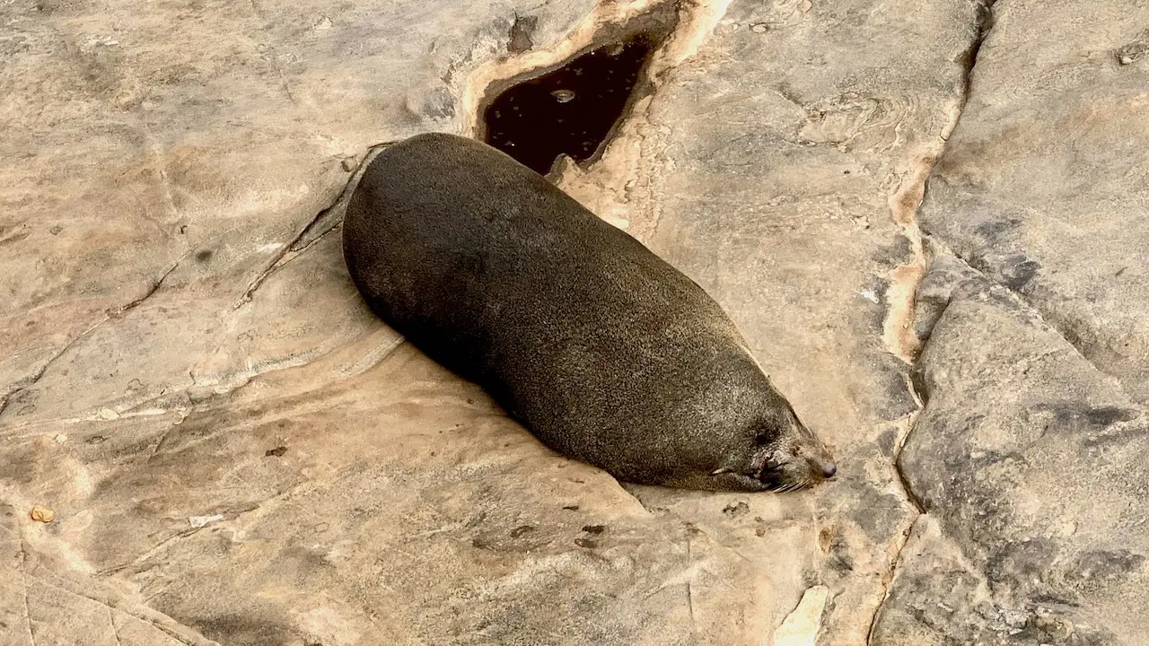 Seals Sunbathing On The Rocks