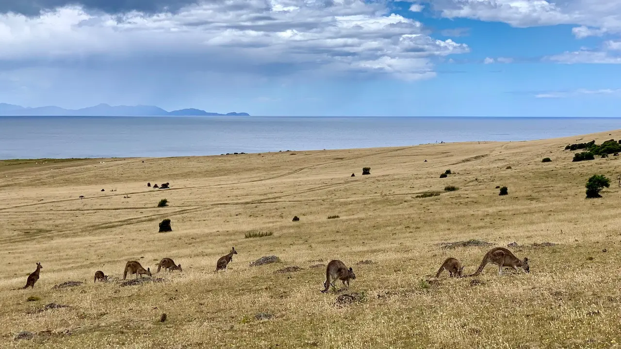 Kangaroos in the Wild