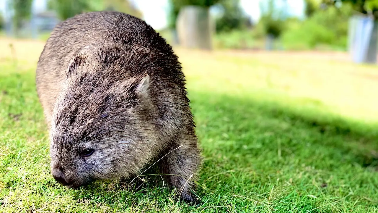 Wombat in the Wild