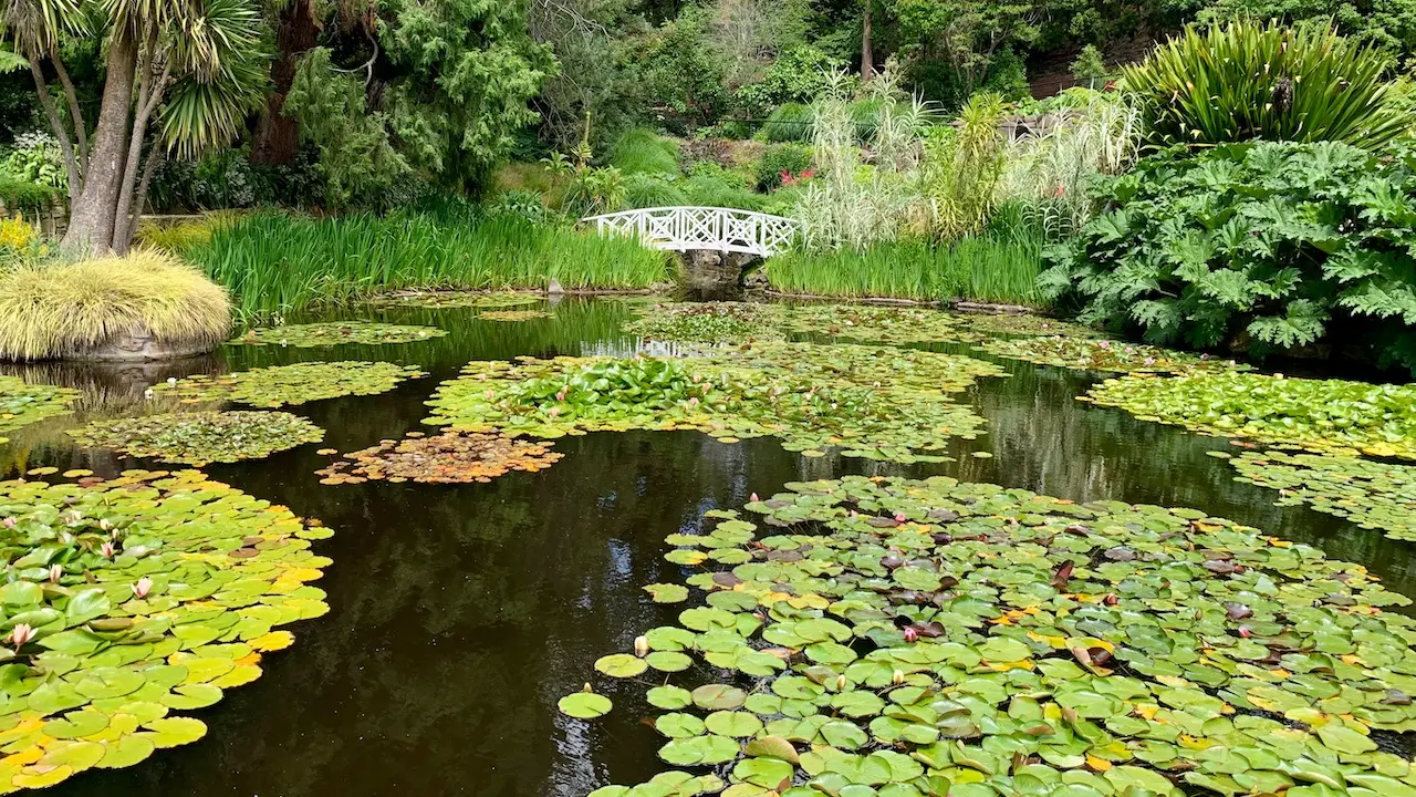 Lily Pond