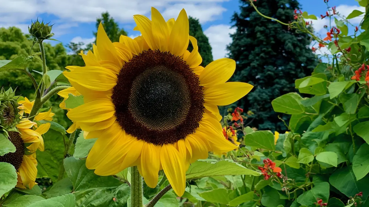 Sunflower Garden