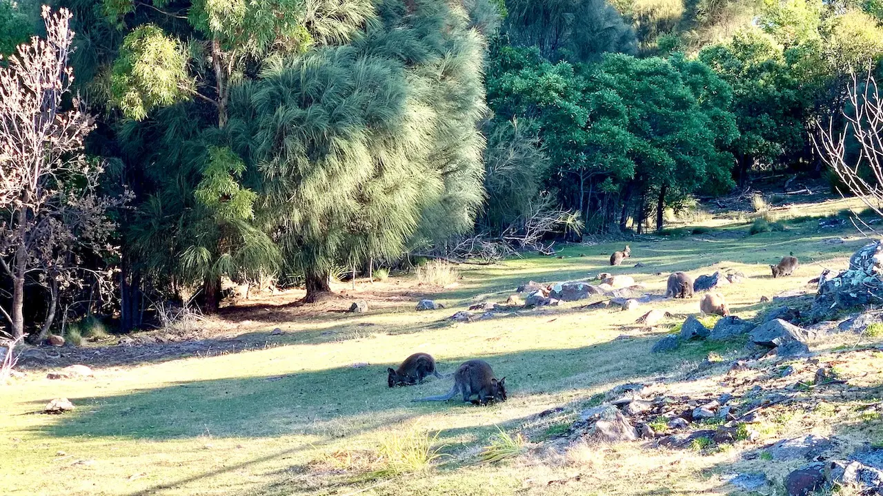 Wallabies in Mount Nelson