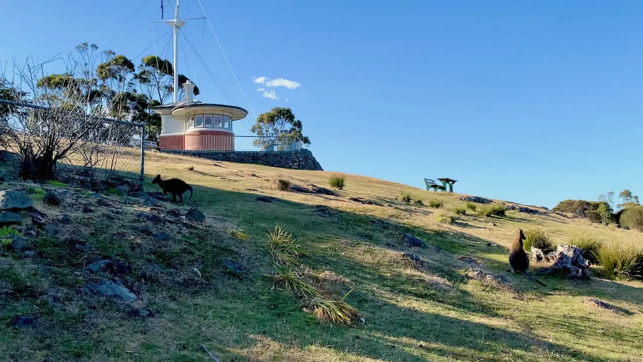 Wallabies in Mount Nelson