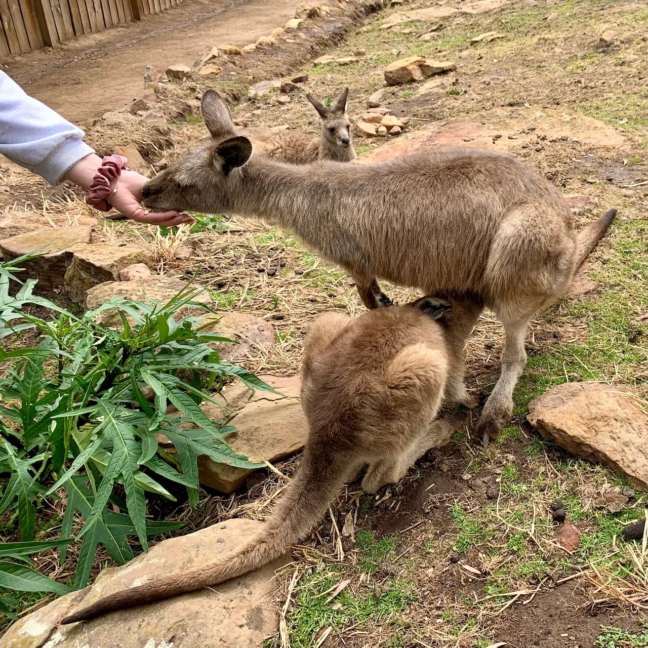 A girl feeding a Kangaroo while the Kangaroo is feeding another Joey