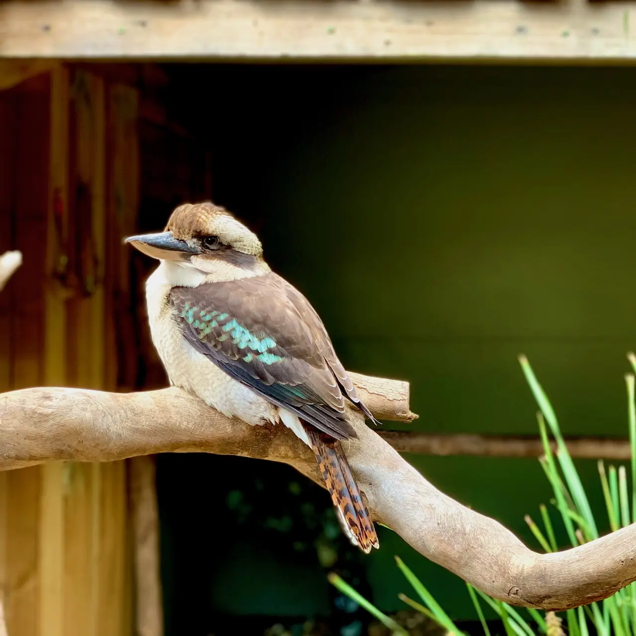 Kookaburra