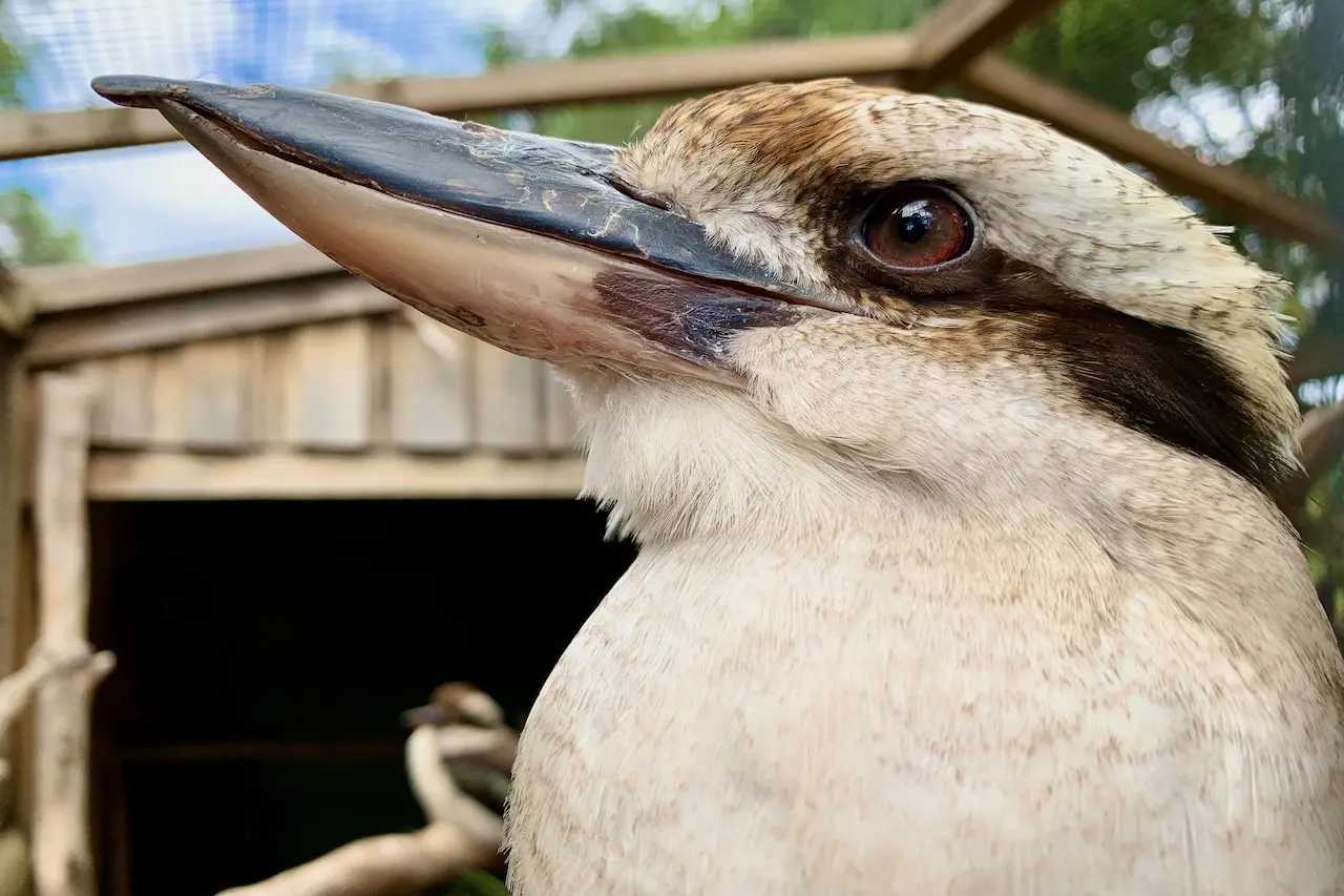 Kookaburra