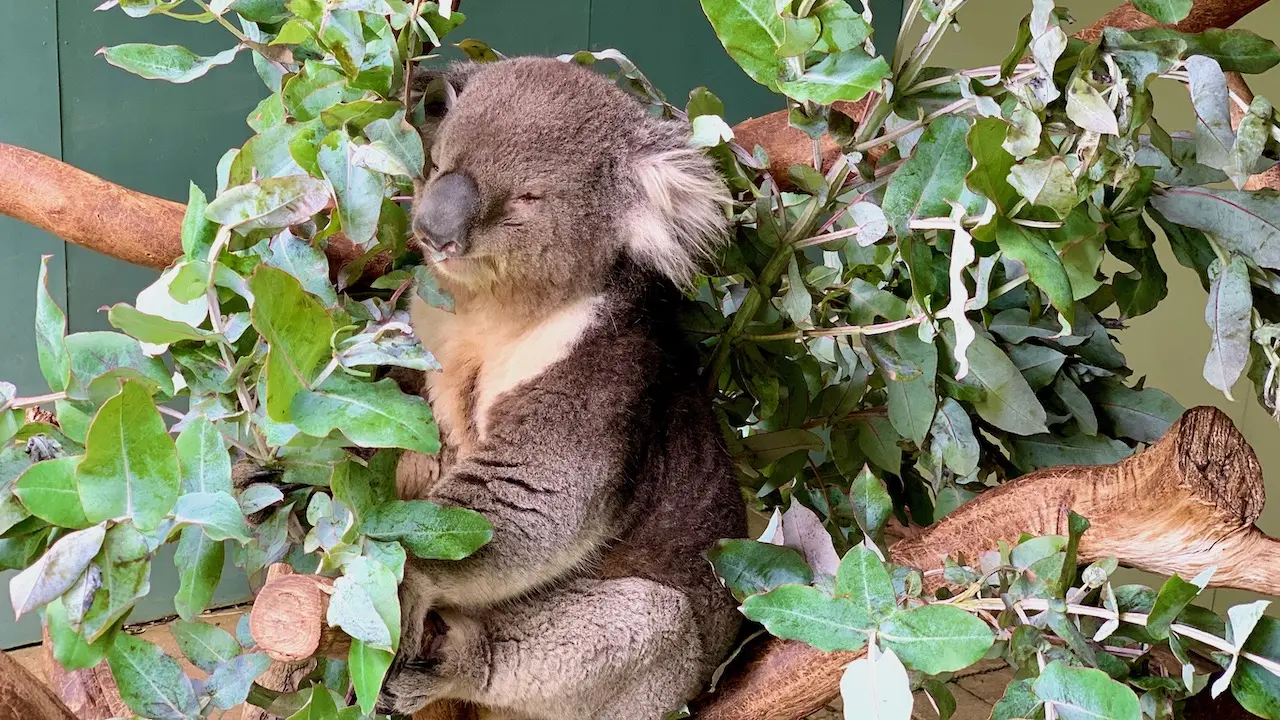 Koala