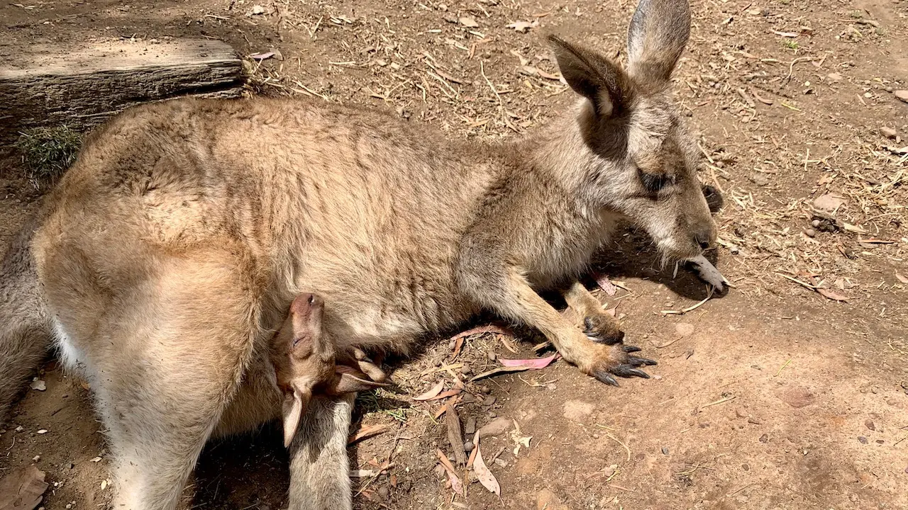Kangaroo and a Joey