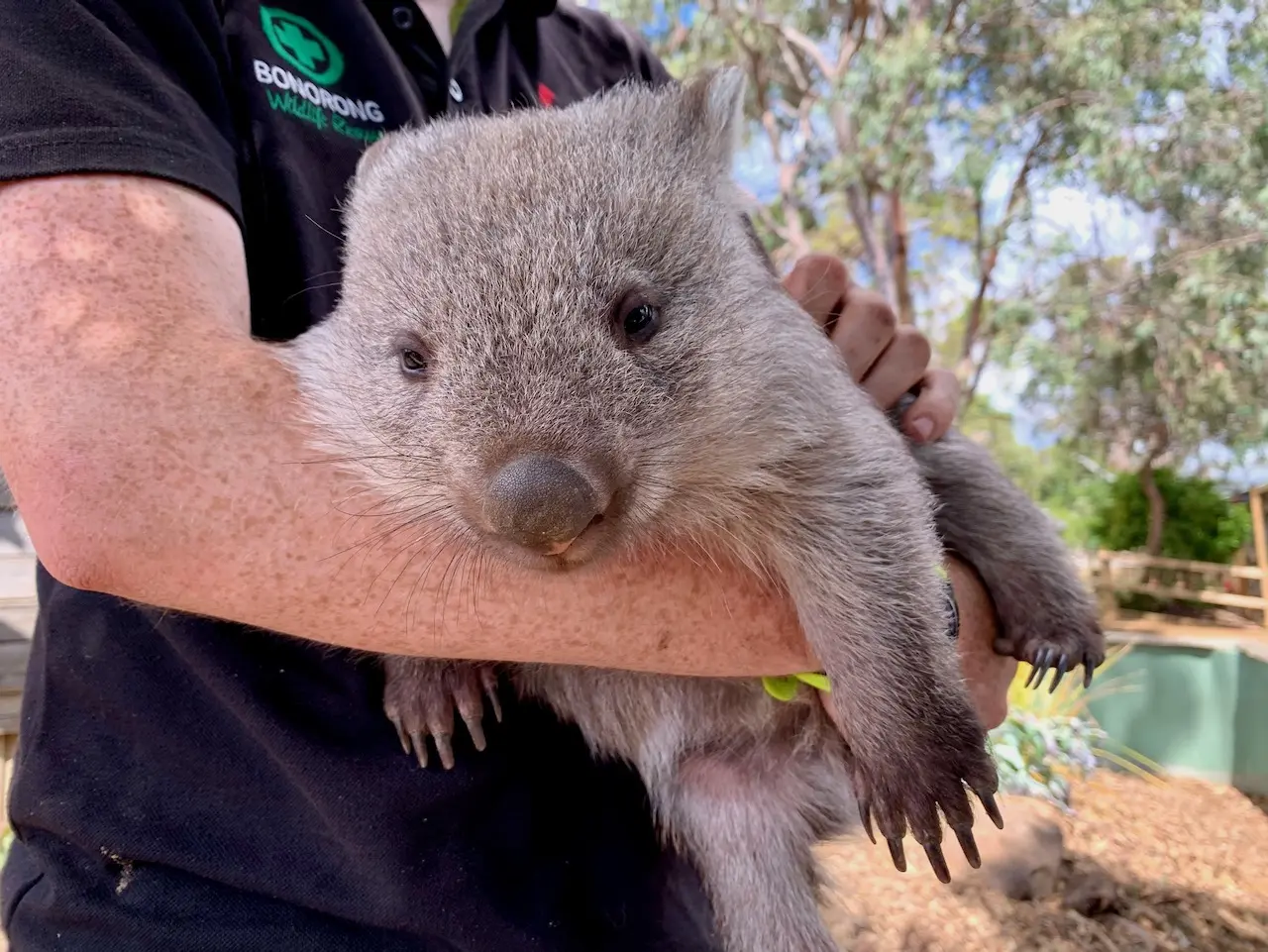 Wombat