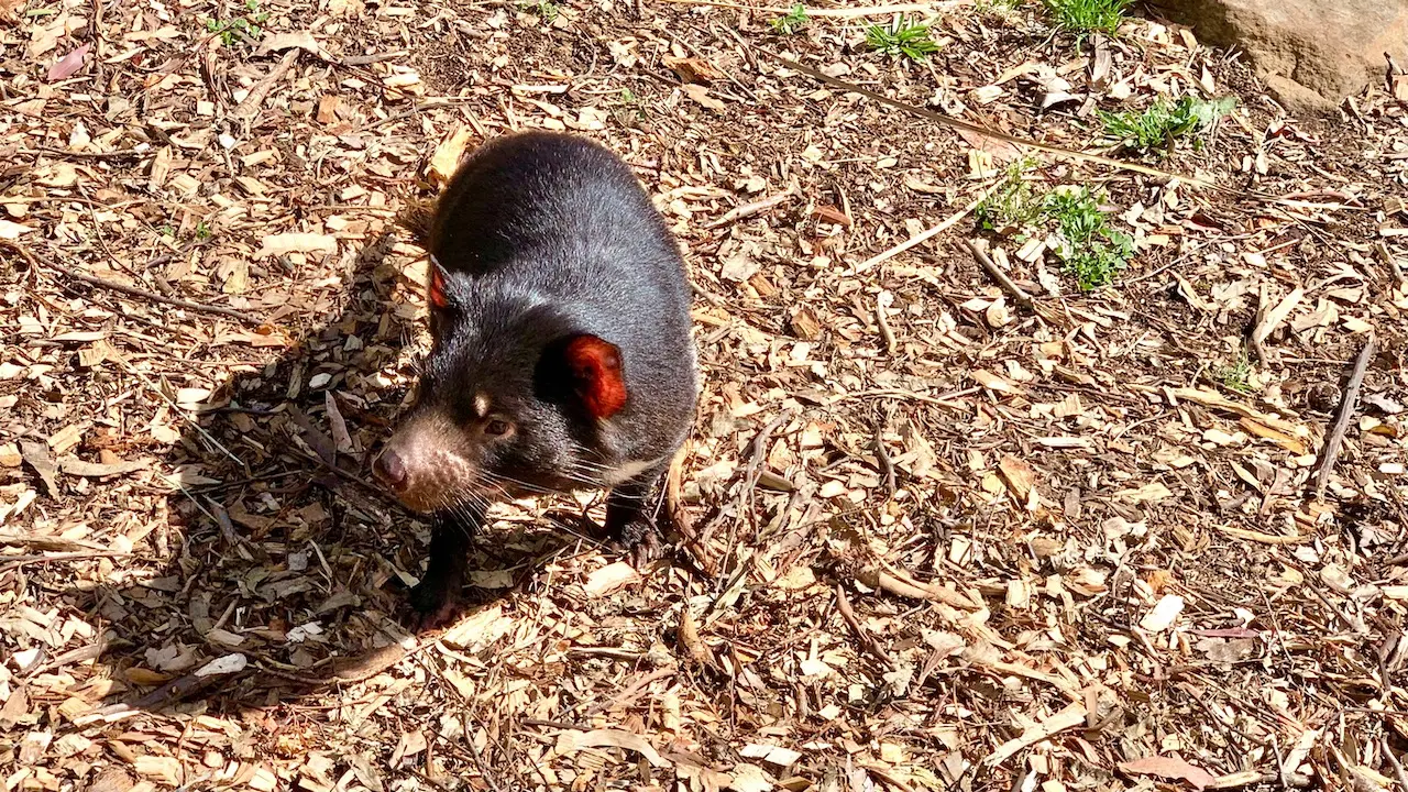 Tasmanian Devil