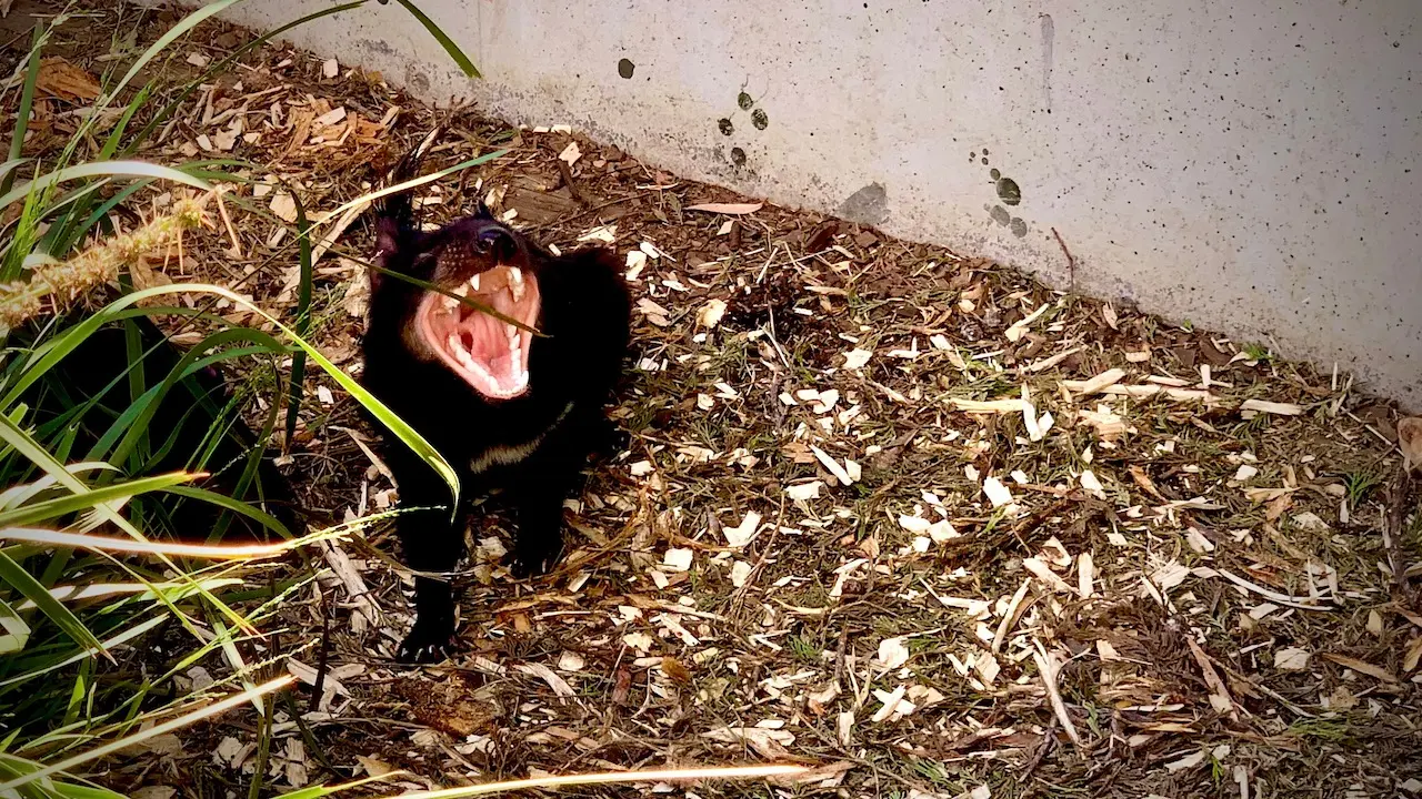 Tasmanian Devil