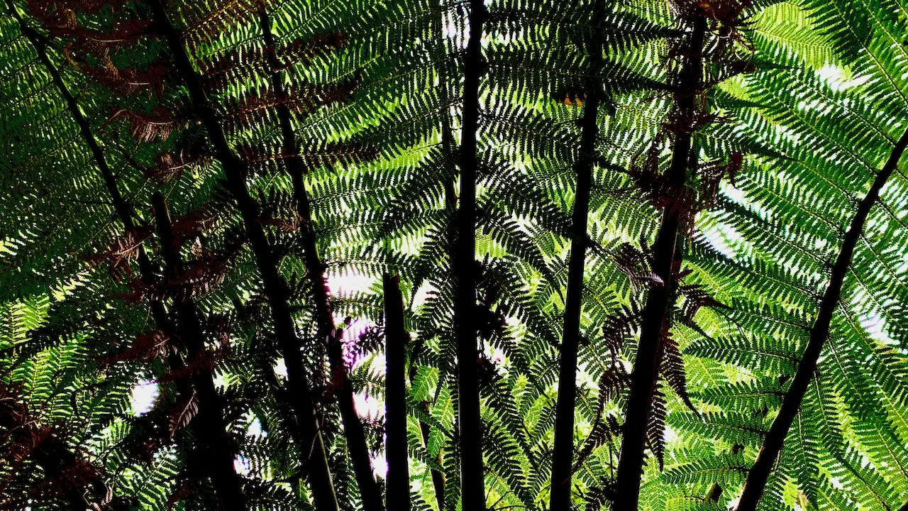 Ferns in Bruny’s Rainforests