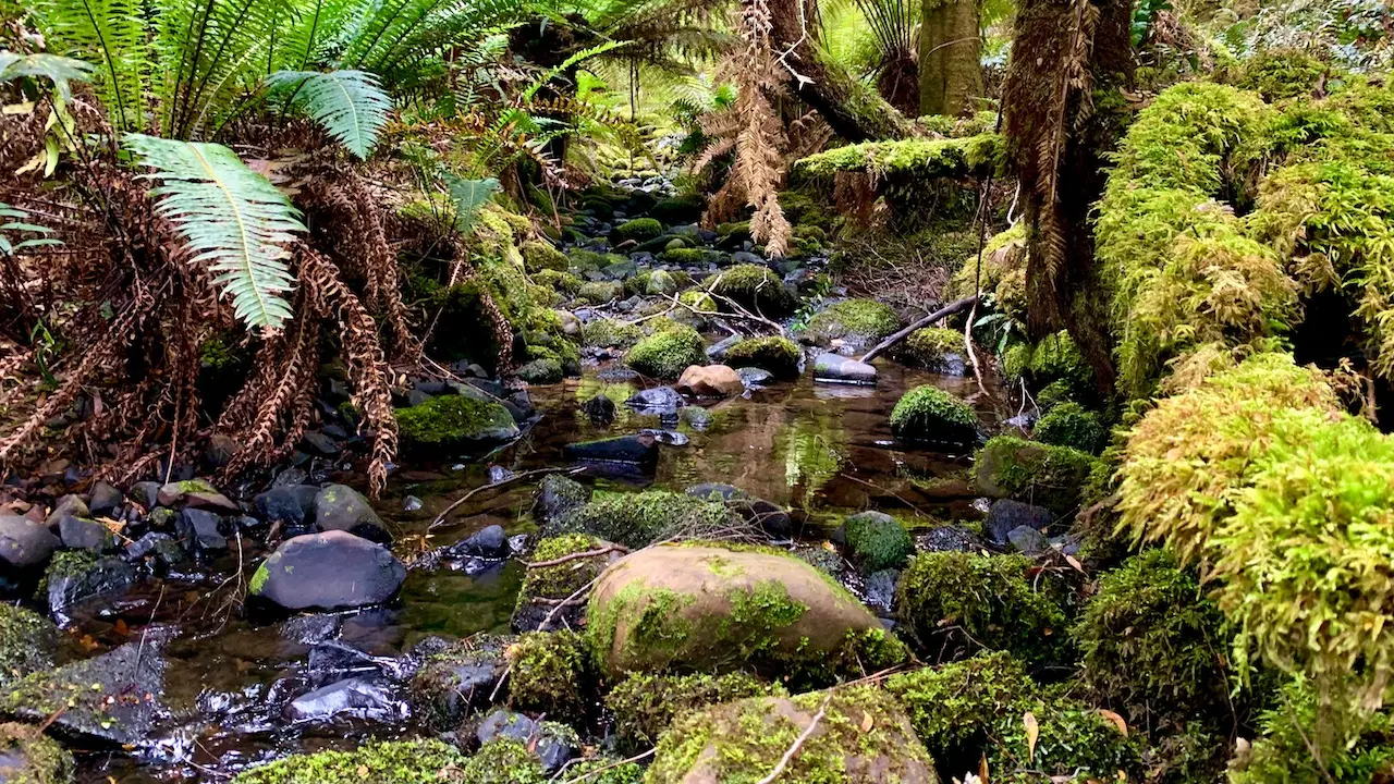 Mavista Nature walk