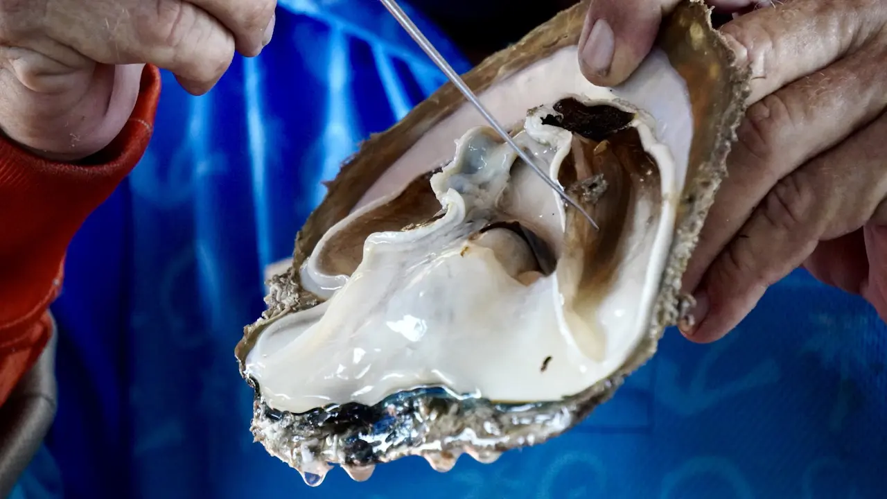 Extracting Pearl from it’s shell