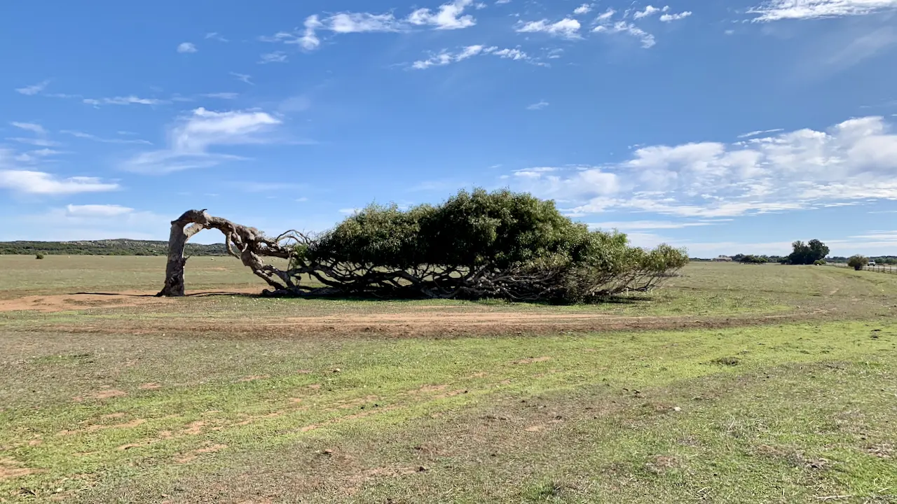 Leaning Tree